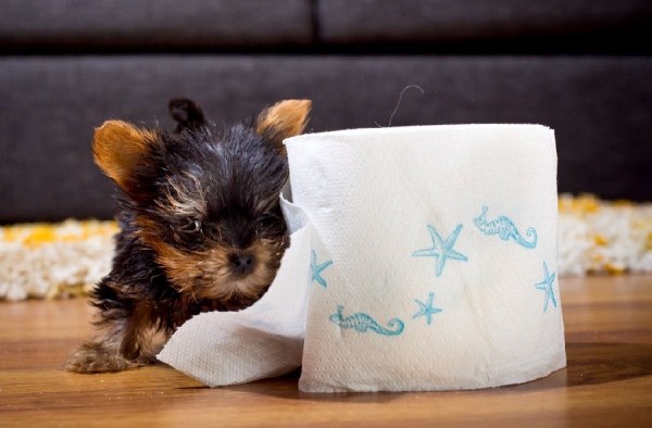 Самая маленькая собачка в мире,прикольные картинки,приколы
